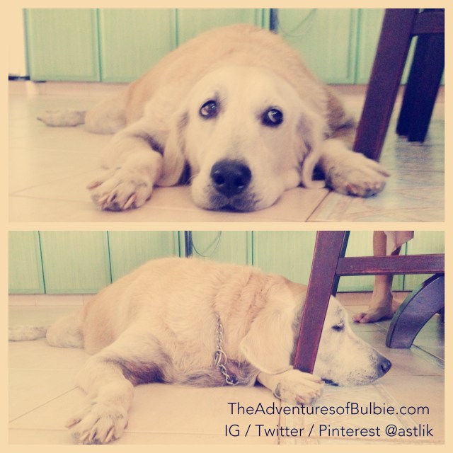 "Seriously Bulbs - Chill. - Now back to my nap"